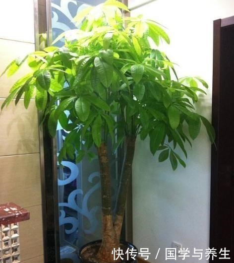 种树|懂花的人,专挑“4种树”养客厅,耐旱好活、富贵生财,寓意好!
