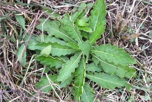 明目|农村一种野菜是“抗肿瘤之王”,清热解毒,凉血明目,你认识吗
