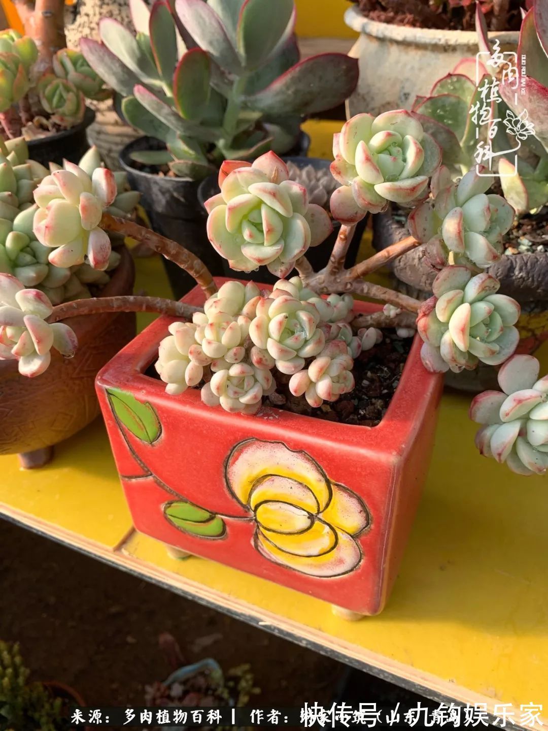多肉住进暖棚,坦然越冬,放肆浇水,这个冬天有点甜!
