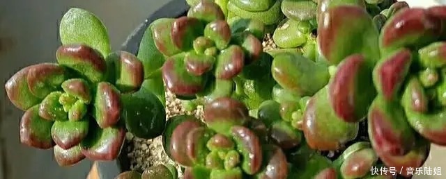 自带香气的松绿多肉,叶片肥美又好养,你喜欢吗