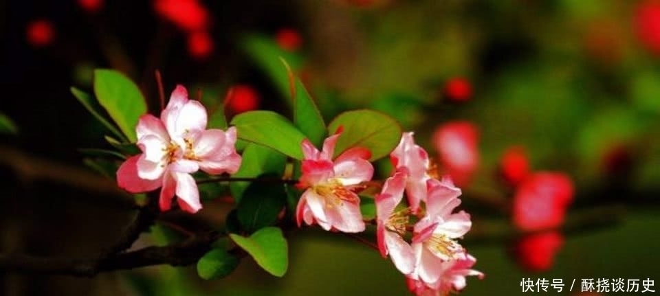 海棠花$杨万里这首诗被严重低估了，第一句就令人惊艳，通篇美得如诗如画