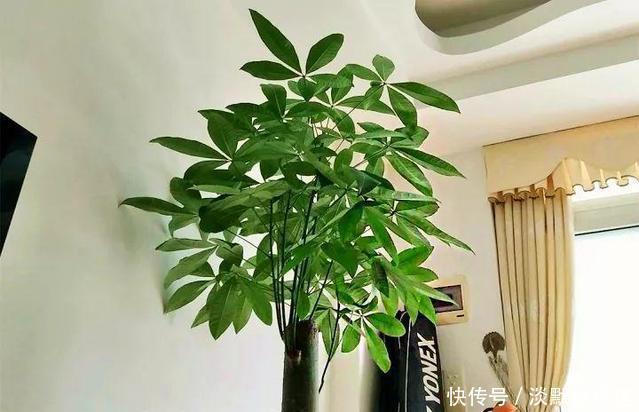 蝴蝶兰|家里养6种花,把水浇得勤快了,容易烂根、黄叶,需要当心