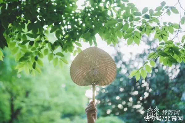 养心|夏天吃点“苦”这些养生食物记得收藏