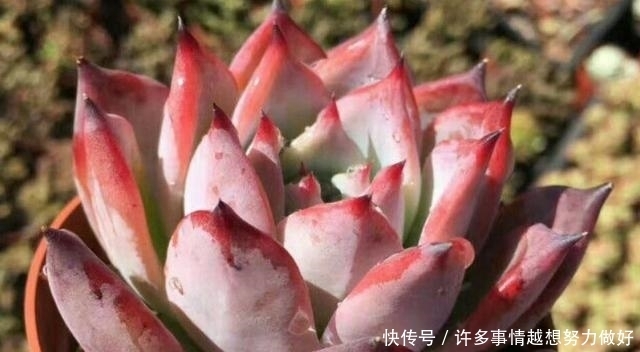 网上买多肉，什么样的多肉比较好？这个问题我跟大家有不同的看法