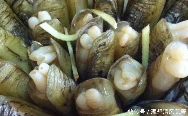 蛏子最好吃的做法,没有之一 每次吃都是连汤汁都不剩,百吃不厌