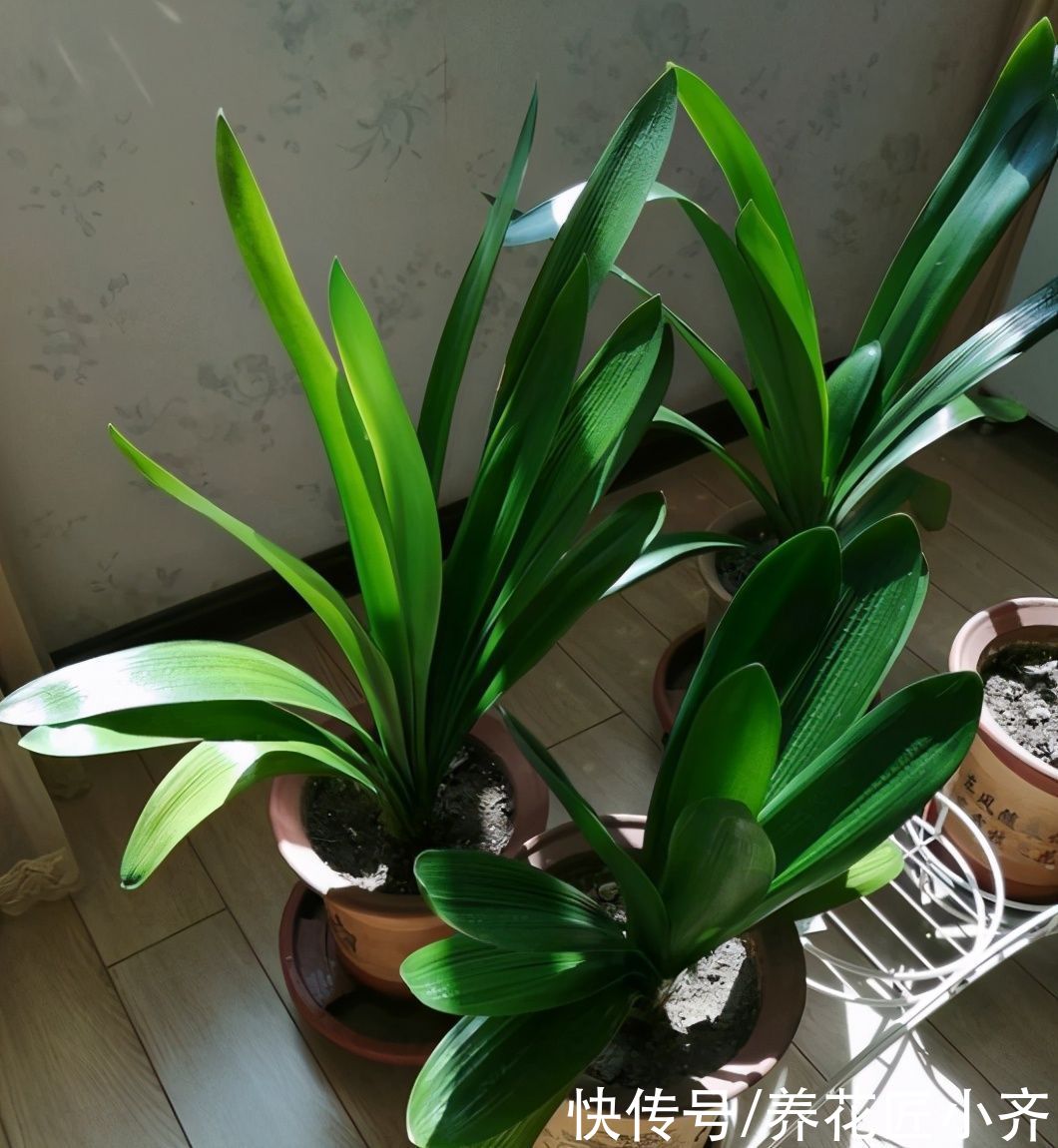 温度越来越高，了解君子兰夏季“3怕”，避免叶子油绿，不再烂根