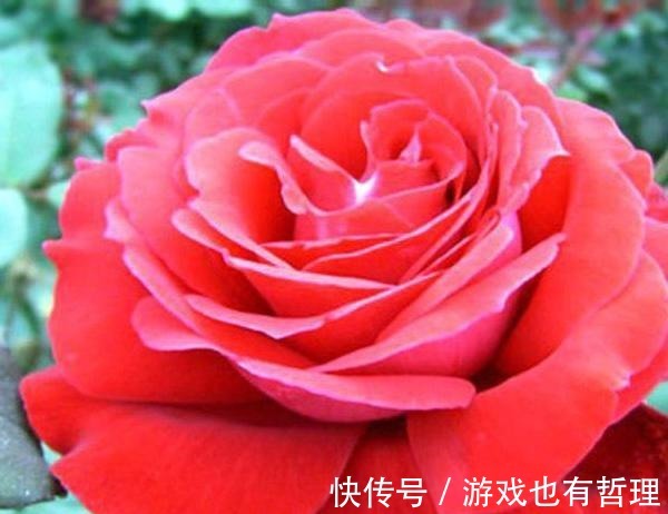 花朵|30个浓香月季品种，你喜欢哪一种养一棵满院飘香！