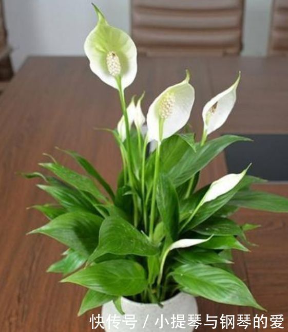 4种花漂亮又好养,比牡丹好看,天气越热,开花越漂亮