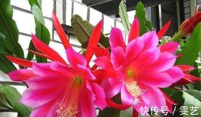 居家就养此款花卉，不闻不问，花开爆盆美如花，花朵大、花期长