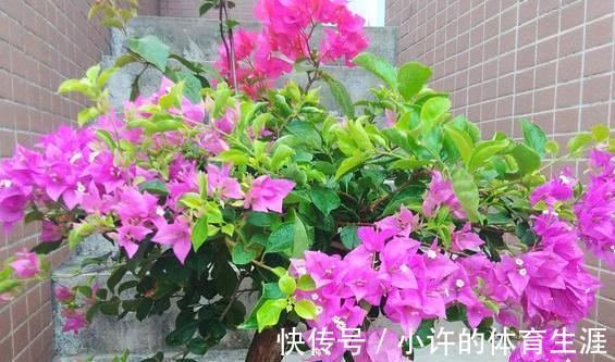 催花|养三角梅别宠着它,对它越狠花越多