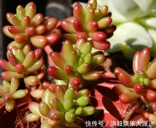 琉璃殿|这几种多肉最怕晒,晒一盆死一盆,夏天一定做好防晒工作
