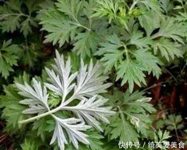 老奶奶每天一碗“艾草水”,4大好处让人惊喜,医生赞不绝口!