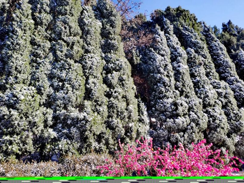 金银木|今年初雪落满山东，齐鲁雪乡首现雾凇！