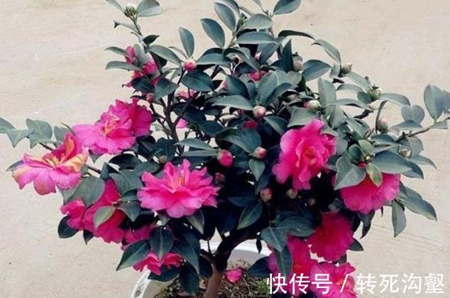 这三种花是秋冬开花王，娇艳漂亮花期又长，理想的居家盆栽