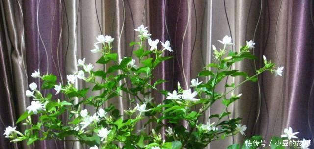 大白菜|户外挖“2种土”养花，君子兰长得像“大白菜”，茉莉花“爆盆”