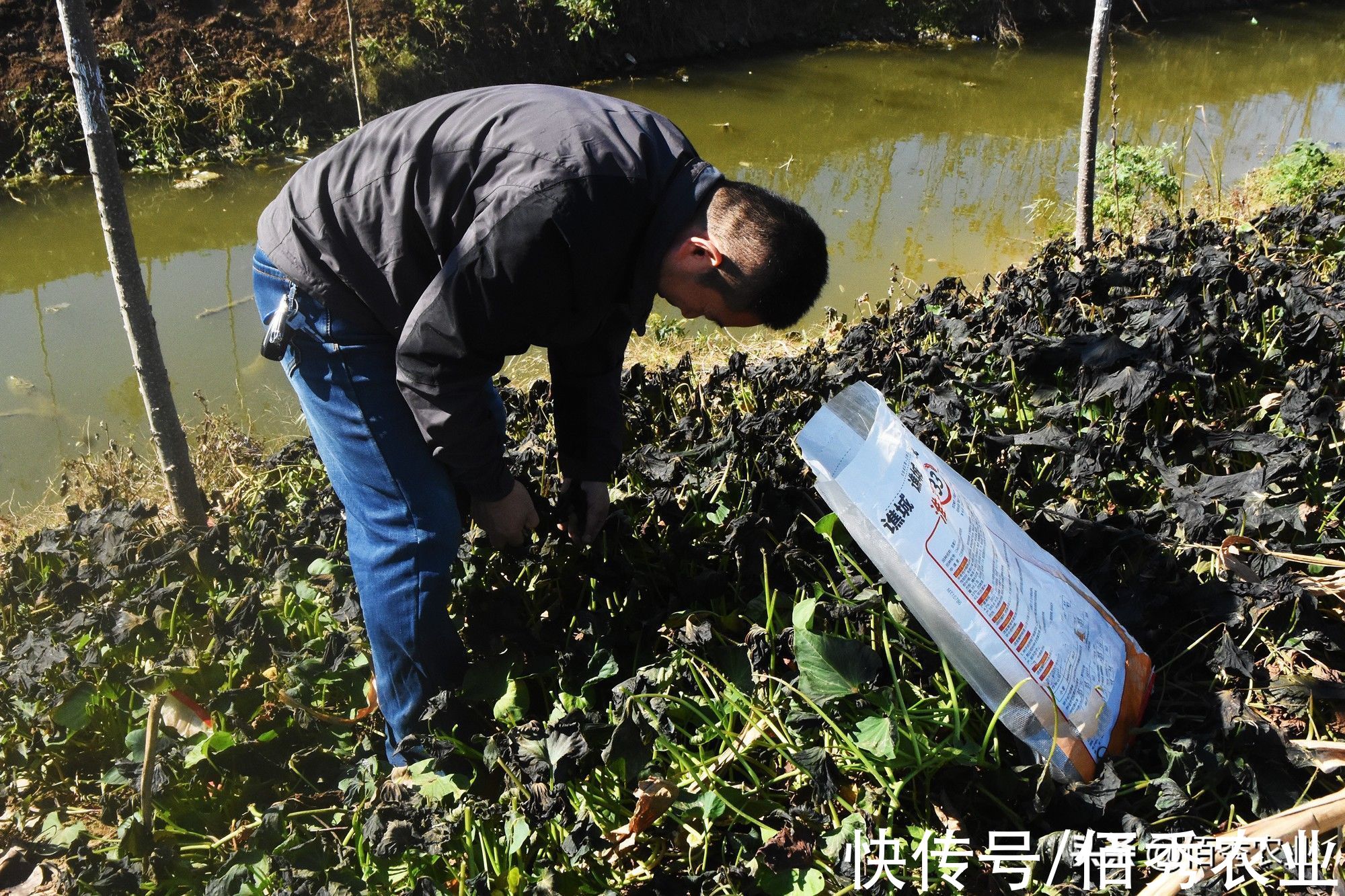 田间的红薯叶,为啥经过霜打之后,就变得好吃了呢?