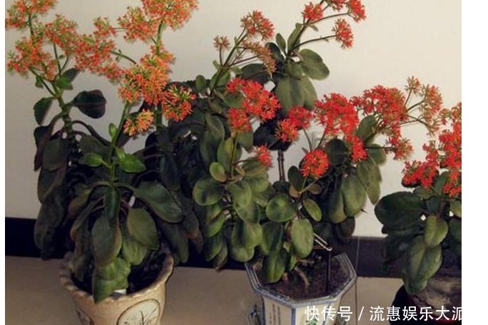 花量|养花就要养这“3种”，不仅花量大花期还长，比绿萝还好养！