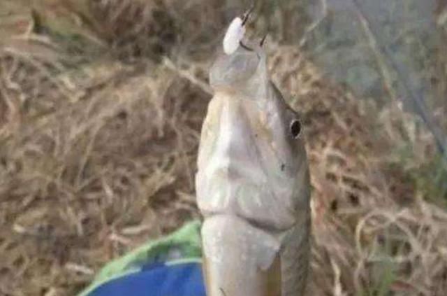 钓法|白花花米饭是个好东西,谈夏季米饭粒的妙用