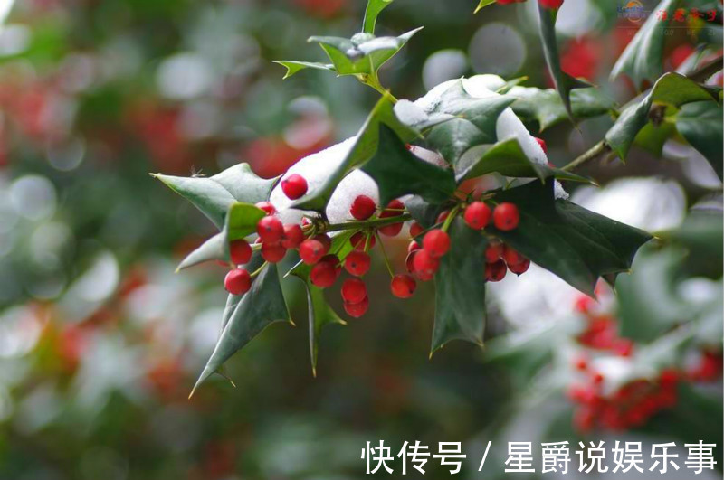 盆栽|圣诞将至,阳台挑个盆栽,摇身一变圣诞树