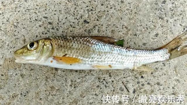 水域|江西吉安的野河中发现罕见的花骨鱼,为何极少有人钓到它?