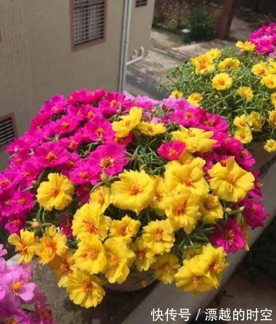 养盆栽太阳花,注意5点,疯长爆盆,枝上都是花儿,天天开不停