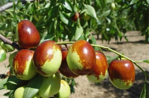 促进身体健康，建议多吃的食物，清心润肺，活血养颜，吃了变年轻