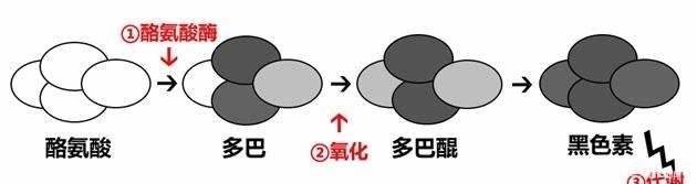  黄褐斑|黄褐斑小心越治越“黄”，在家3种食物冲水喝，轻松祛斑美白