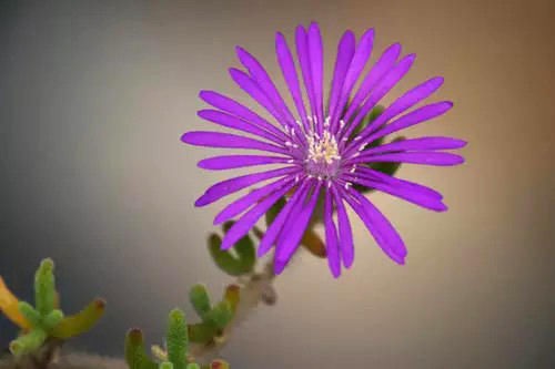 多肉中的贵族——枝干番杏，叶片呆萌，花色漂亮！