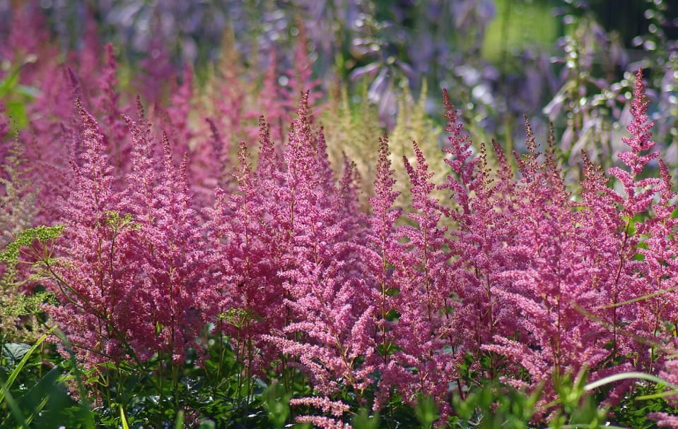  冬天养这4种花，郁郁葱葱开花旺盛，漂亮的小花陪你过冬