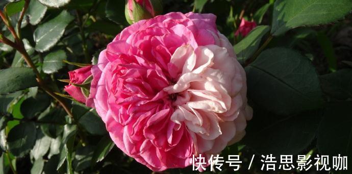 玫瑰|喜欢菊花,不如养盆“精品玫瑰”伯爵夫人,古典优雅,美不胜收!