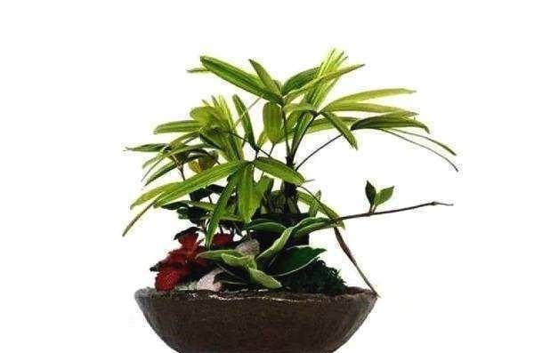 盛夏养盆棕竹在室内,耐阴好养清凉清新还有南国风情!