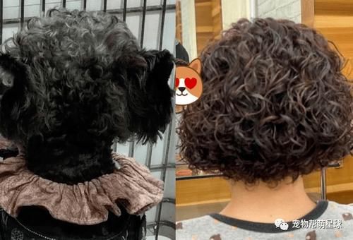 花一千多烫发！回家竟跟卷Q小屁汪同款发型！她大哭：理发师说很流行的！