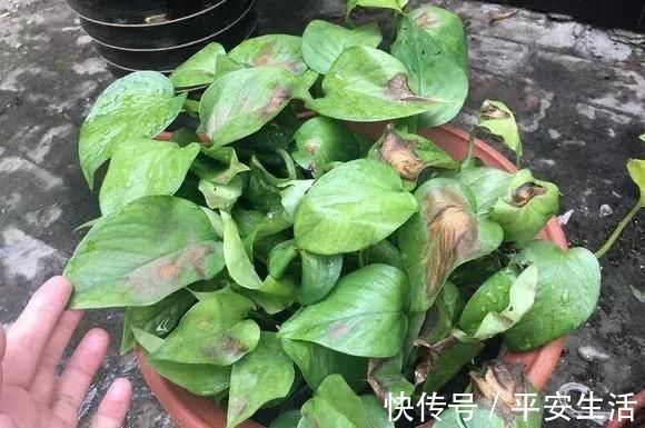 养护|家里花草容易“干尖”4个原因要知道，用3个方法能预防
