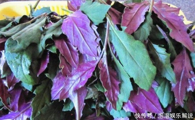 农村|农村这种野菜是天然补血菜,能吃又能观赏,在城里饭馆一般吃不到