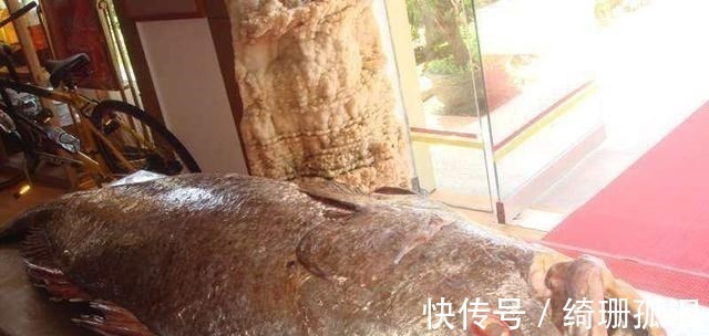 渔民捕到“天价鱼”卖出347万高价,一夜暴富,是什么鱼呢