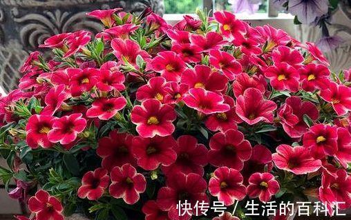 花卉|8月20日-9月4日,庭院选这几款花,喜庆又艳丽,个个开花漂亮
