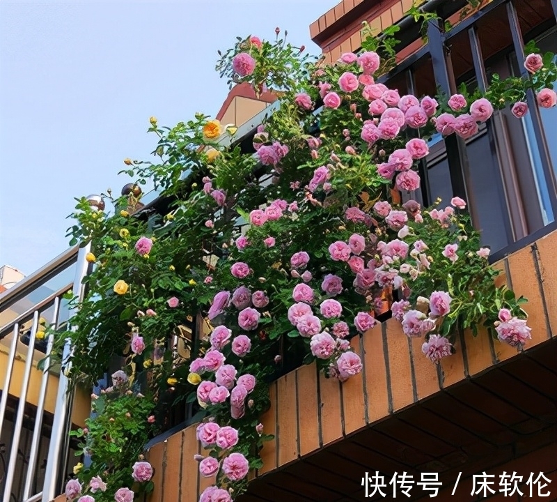 温度低,7种花怕“多浇水”,水多易冻伤,“干养”更健壮