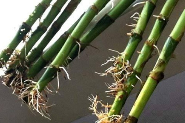 这三种花不用等，现在扦插越热生根越快，再晚又要等到明年了