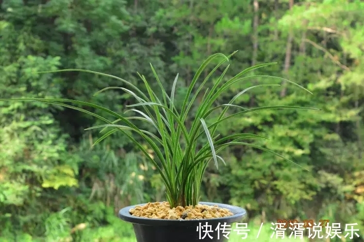 兰花芦头|只有根系没有叶片的兰花还能养吗挖个坑埋起来，一个月见惊喜