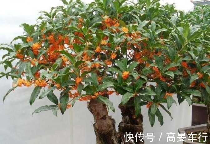 养花就养3种花,家里养一盆,开花漂亮财运来,一养就上瘾