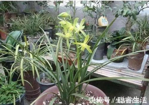 花卉|公认的养花万能土,户外挖一些,啥花都喜欢,能省不少钱!