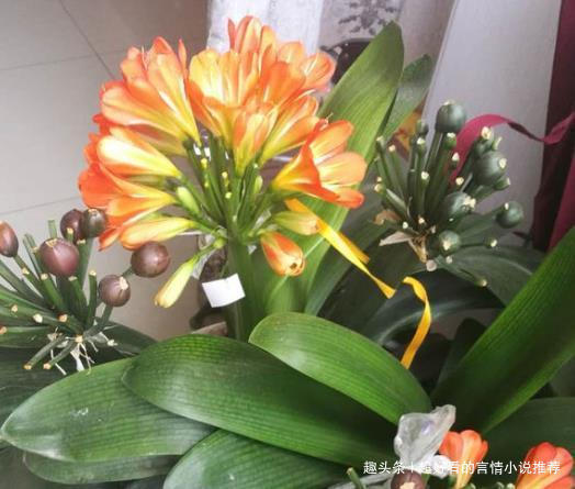 君子兰最爱的“1种液体”，往花盆里浇“1勺”，1年开花2次