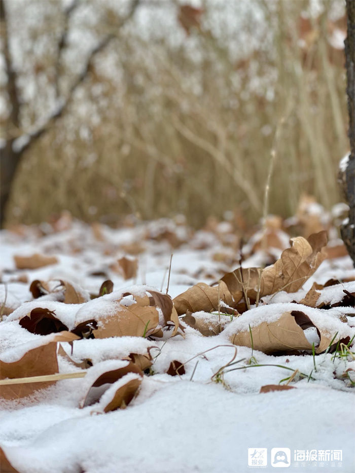 新闻记者|组图｜煮酒温茶，有雪如画 邂逅2021年末这场大雪