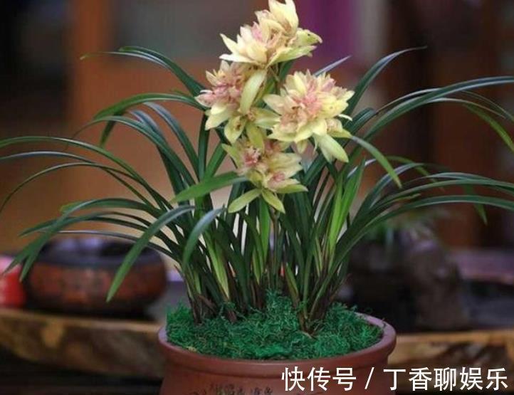 海苔|兰花最怕“上干下湿”,教你3招有效改善,根系健壮不空根