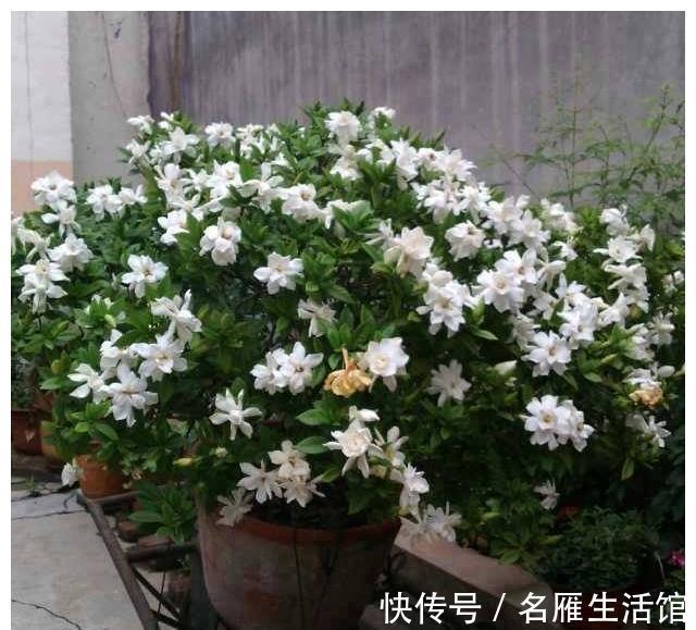 北方地区|4种“漂亮花”，能活一百年，长寿又富贵，越养越值钱