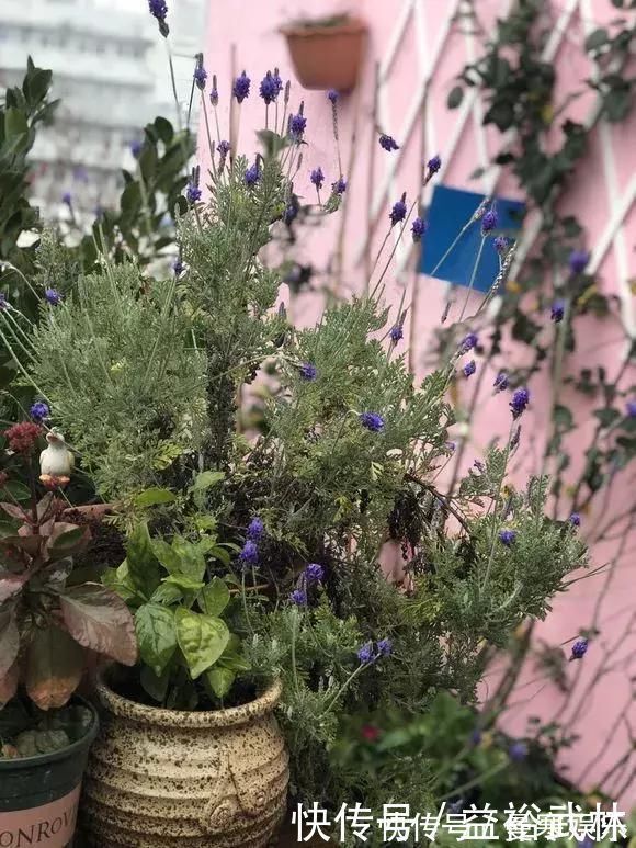 蚊香|5种花蚊子“不喜欢”,好看还好养,是天然蚊香,值得多养几盆