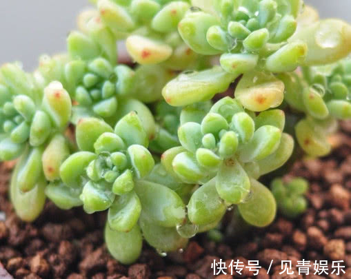 多肉劳尔怎么养教你3个盆栽小妙招，养出红润饱满的劳尔