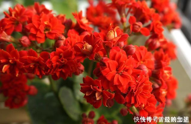 此4种花,随便摘片叶子都能繁殖一棵,轻松爆盆,阳台变花园