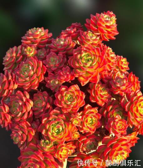 秋冬养多肉蒂亚，3件事狠狠做，叶片红艳惹人爱，养成漂亮小老桩