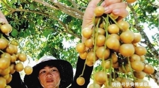 黄皮果|它比梨还润肺,是食药同源的“健康果”,止咳效果好,早知早受益